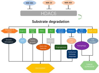 Role of HDAC6 and Its Selective Inhibitors in Gastrointestinal Cancer